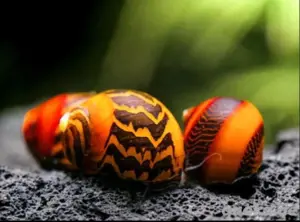 Rote Rennschnecke - Neritina (Vittina) waigiensis - Algenfresser