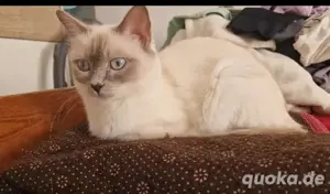 Hauskatze   Weiblich, 2 Jahre alt   300 EUR