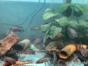 Wegen Aquarium Aufgabe dringend abzugeben