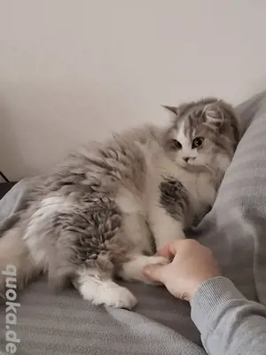 BKH Langhaarmix Katze