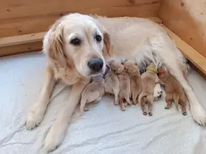Golden Retriever Welpen vom Zwinger "von Creuzburg" mit Ahnentafel und EU-Heimtierausweis