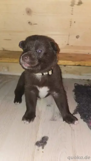Labrador Husky Mix Welpen 
