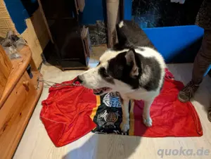 Husky Rüde 3,5 Jahre kostenlos abzugeben 