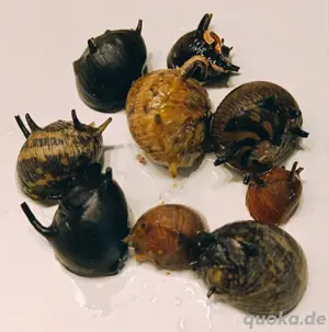 Geweihschnecken bunt - Algenfresser