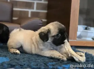 Mops Welpen 