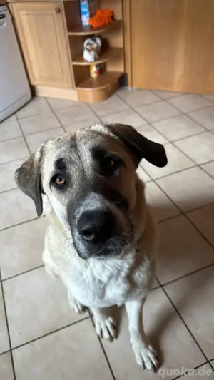 Kangal Mädchen 