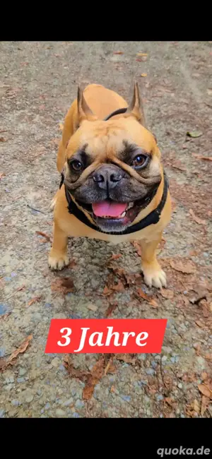 französische bulldogge 