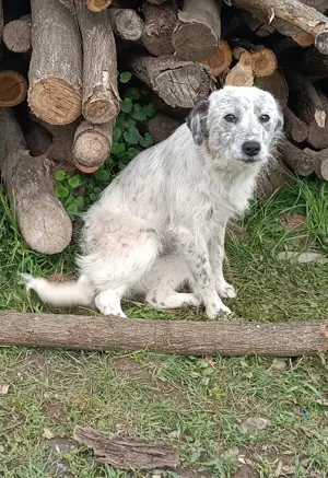Junghund, Welpen , Weibchen