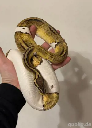 Python Regius ( königspython)