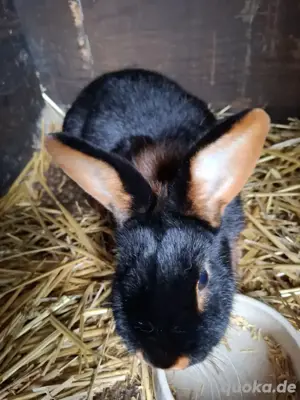 zu verkaufen  zwei loh schwarz kaninchen 