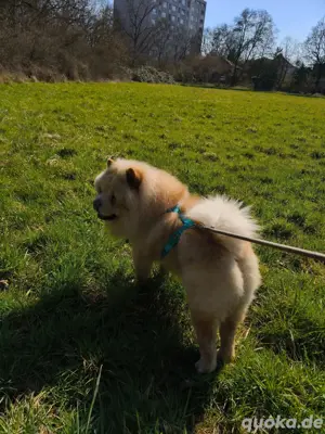 Chow Chow hund 