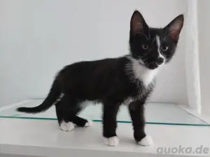 Kitten Katzen babys Kater 