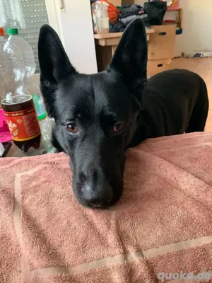 Deutscher Schäferhund