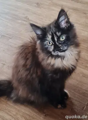 Bildhübsches tricolor Main Coon Mix Mädel
