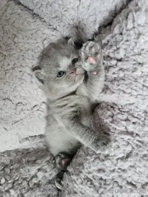 3 süße BKH Kitten