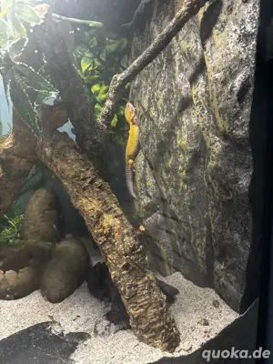 Leopardengeckos