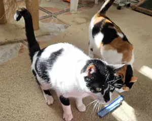 FERNANDO+ PEPPER-  freundlich, verschmust, menschenbezogen Bild 4