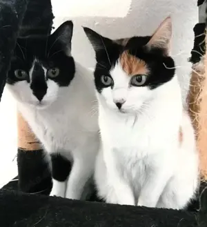 FERNANDO+ PEPPER-  freundlich, verschmust, menschenbezogen
