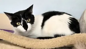 FERNANDO+ PEPPER-  freundlich, verschmust, menschenbezogen Bild 3