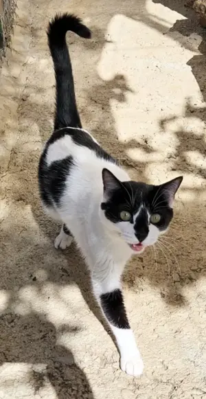 FERNANDO+ PEPPER-  freundlich, verschmust, menschenbezogen Bild 2