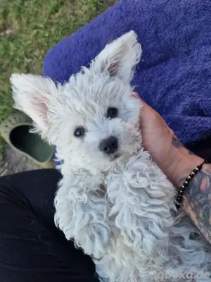 Maltipoo Welpen Auszugsbereit Malteser Pudel Mix 