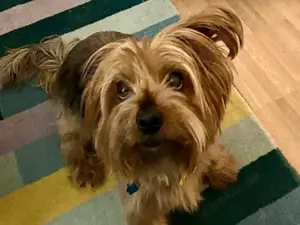 Chewie sucht sein Zuhause Bild 3