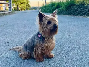 Chewie sucht sein Zuhause Bild 6
