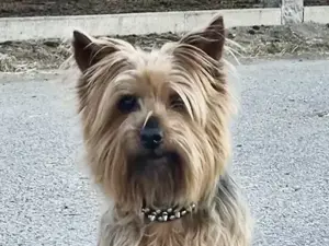 Chewie sucht sein Zuhause
