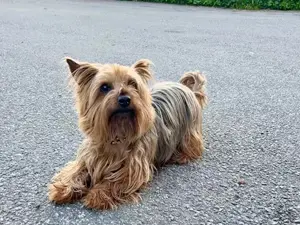 Chewie sucht sein Zuhause Bild 2