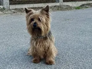 Chewie sucht sein Zuhause Bild 5