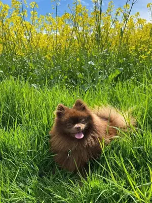 Deckrüde Zwergspitz Pomeranian schokobraun