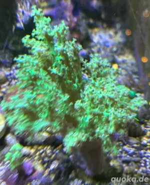 Meerwasser Korallen diverse Bild 2