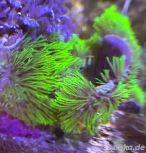 Meerwasser Korallen diverse Bild 5