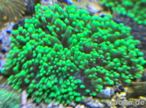 Meerwasser Korallen diverse