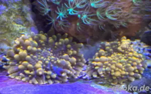 Meerwasser Korallen diverse Bild 3