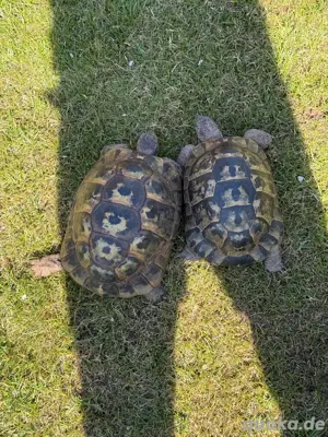 Maurische Landschildkröten Paar von 1987