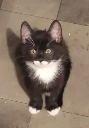 Kitten Weibchen abzugeben 