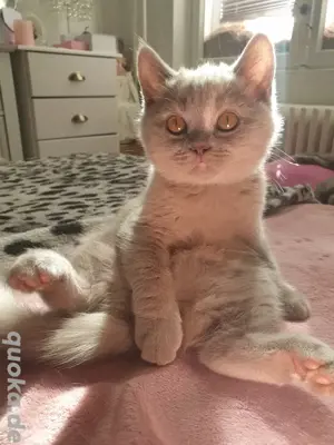 BKH Kitten Mädchen sucht ein Zuhause 