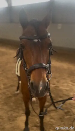 pony stute 