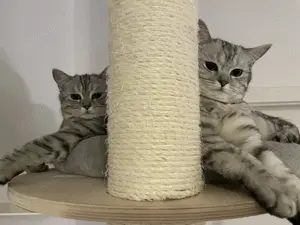 Britisch Kurzhaar Katzen 