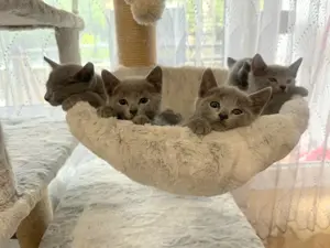 Reinrassige Russisch blau Kitten 