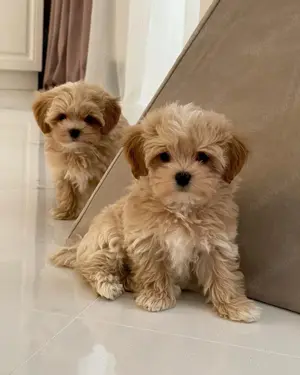 Reinrassige Maltipoo-Welpen