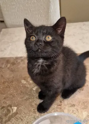 BKH Kitten lieb und verschmust , abgabebereit