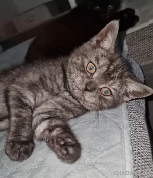 Britisch Kurzhaar Kitten (1 Weibchen11 Wochen)