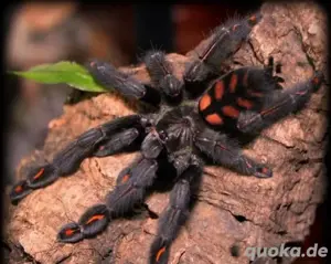 Vogelspinne (Psalmopoeus irminia)