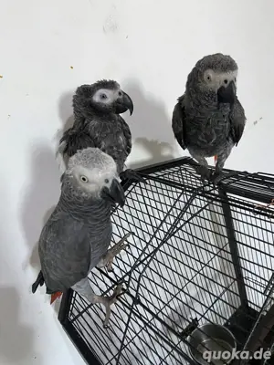 Wunderschöne Graupapageienbabys