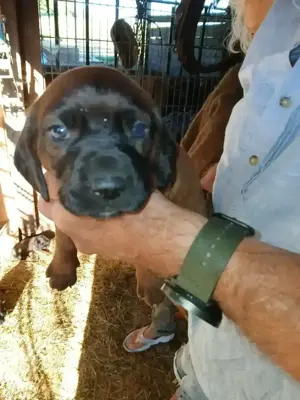 Bayrische Gebirgsschweißhundwelpen 