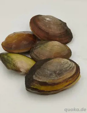 Teichmuscheln - div. Größen - Algenfresser