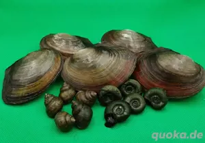 10 Teichmuscheln + 20 gemischte Teichschecken - Algenfresser