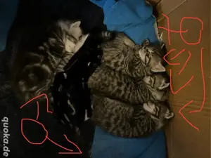 Katzenbaby